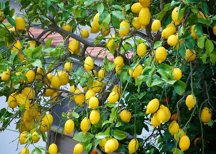 Il Giardino Segreto